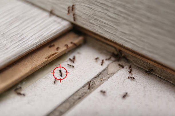 Best Local Pest Control Services  in Bridgeport, WA