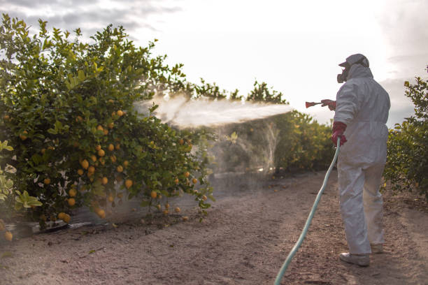 Best Ant Control Services  in Bridgeport, WA