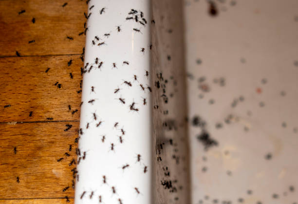 Best Bed Bug Extermination  in Bridgeport, WA