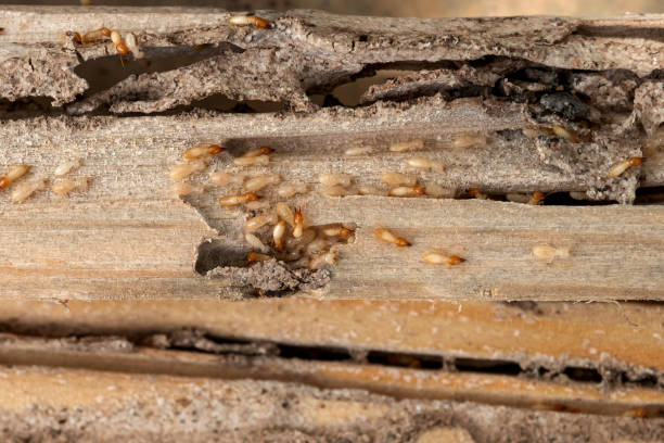 Best Affordable Pest Control Services  in Bridgeport, WA