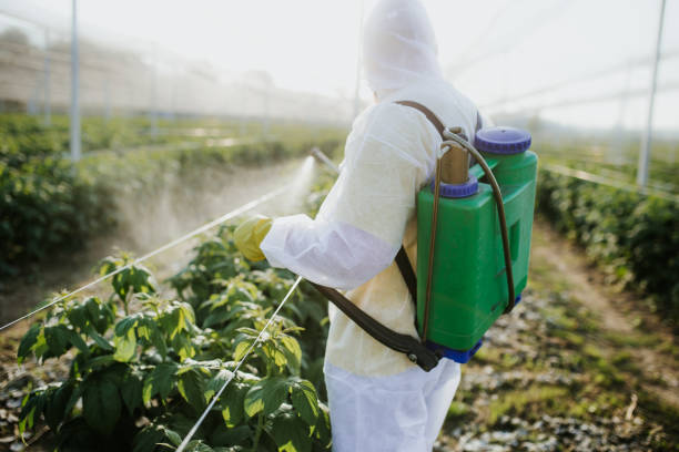 Best Wasp Removal Services  in Bridgeport, WA